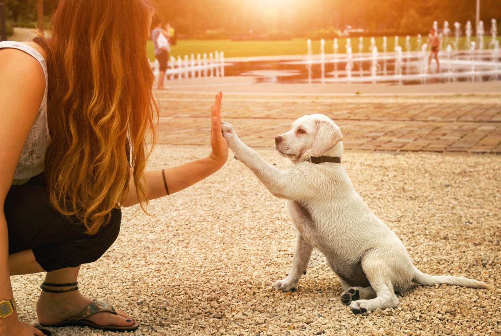 A puppy giving a high five to a puppy sitter at a sunny park